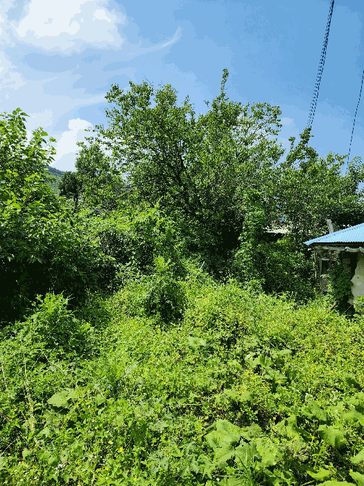 본건 전경