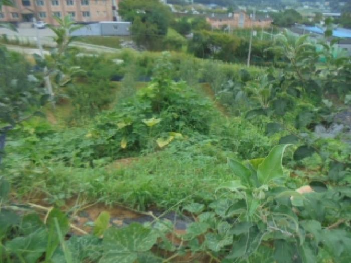 목적물 2번, 유실수(사과나무)
