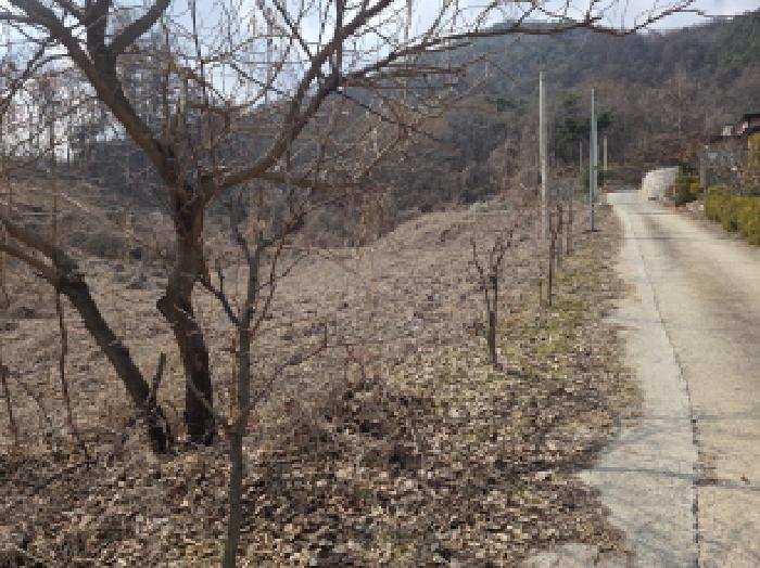 본건 18 전경 및 수목