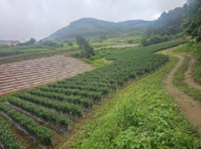 2025타경5341
