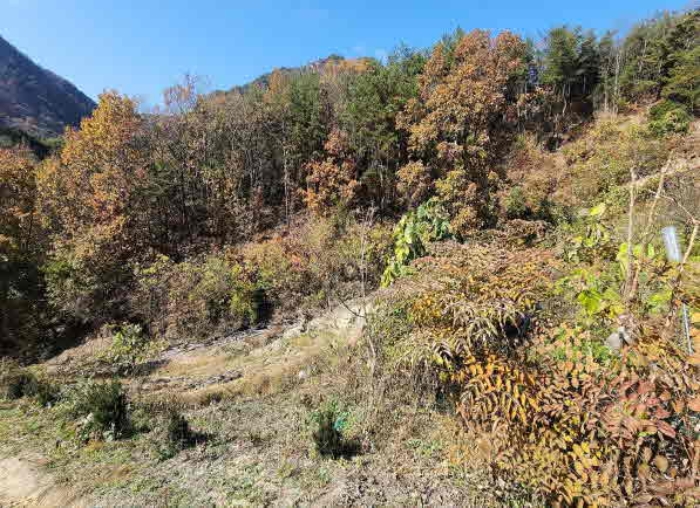 충청북도 영동군 심천면 기호리 산33-9