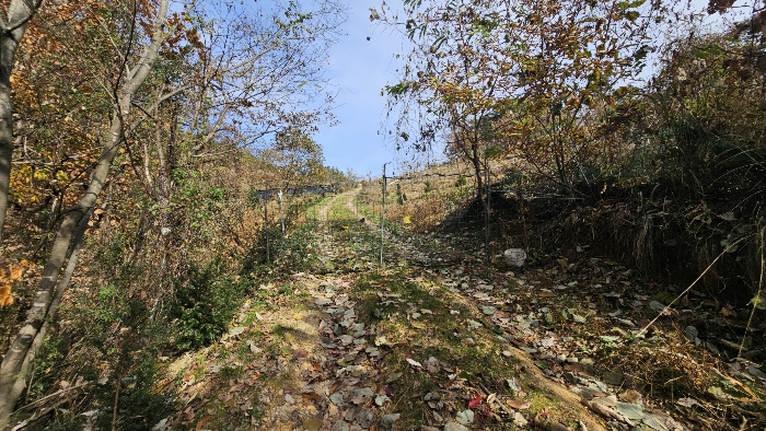 본건 임도상황