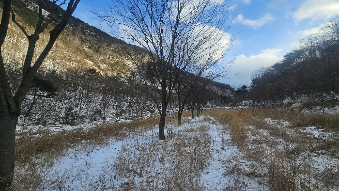 본건 지상 제시외 수목 전경_1