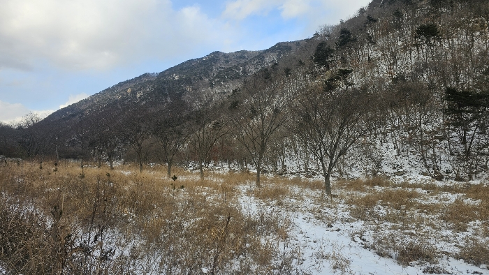 본건 지상 제시외 수목 전경_2