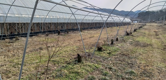 기호 1 지상 과수목 밑둥 및 철재지지대