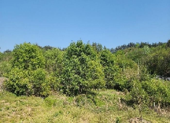 충청북도 영동군 양강면 묵정리 228-2