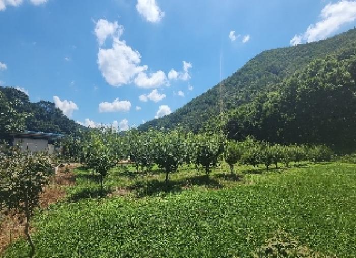 충청북도 옥천군 청성면 거포리 242-1