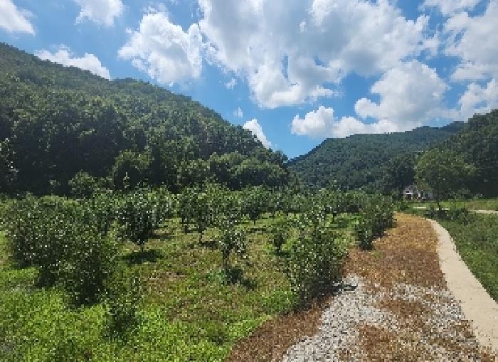 충청북도 옥천군 청성면 거포리 242-1