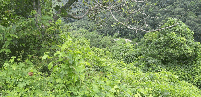 본건 전경