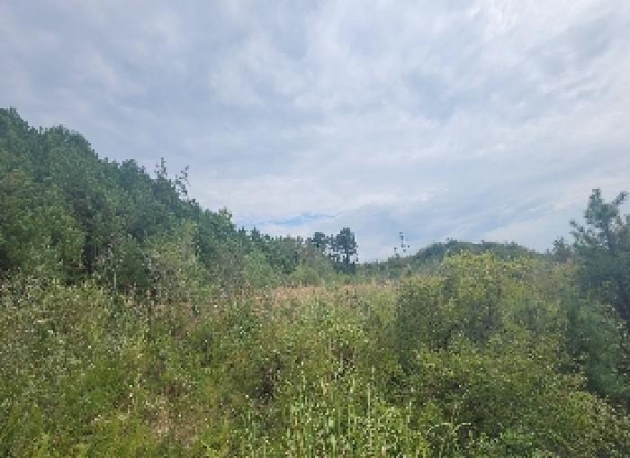 충청북도 영동군 용산면 법화리 산2