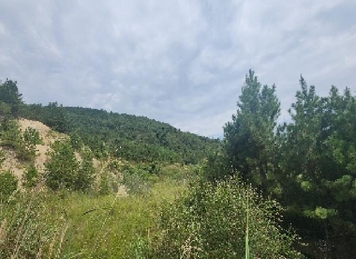 충청북도 영동군 용산면 법화리 산2