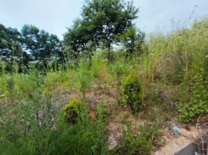 목록2번 식재된 묘목 모습2