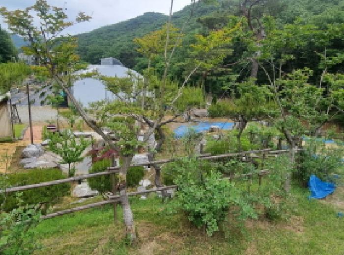목록2 제시외 수목 모습