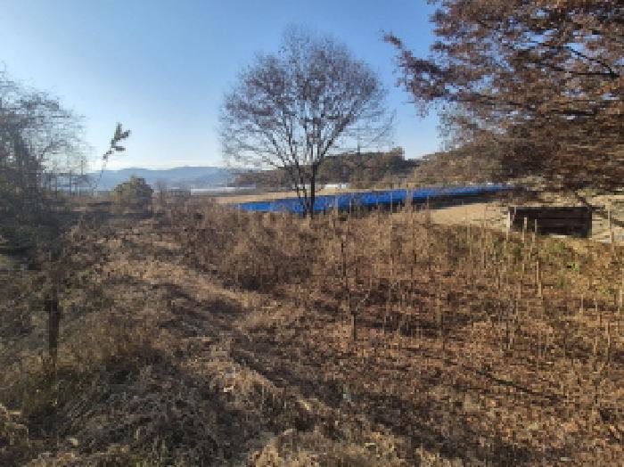 두릅나무 식재된 전경