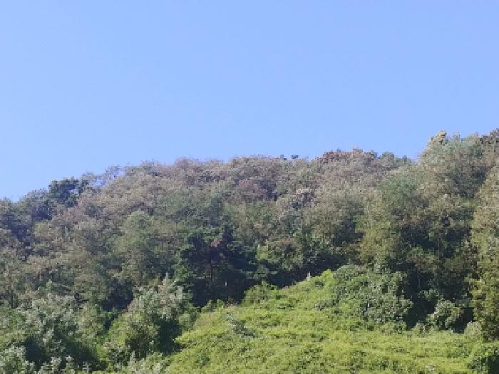 토지 전경