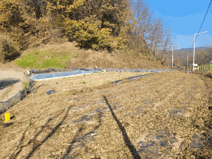 본건