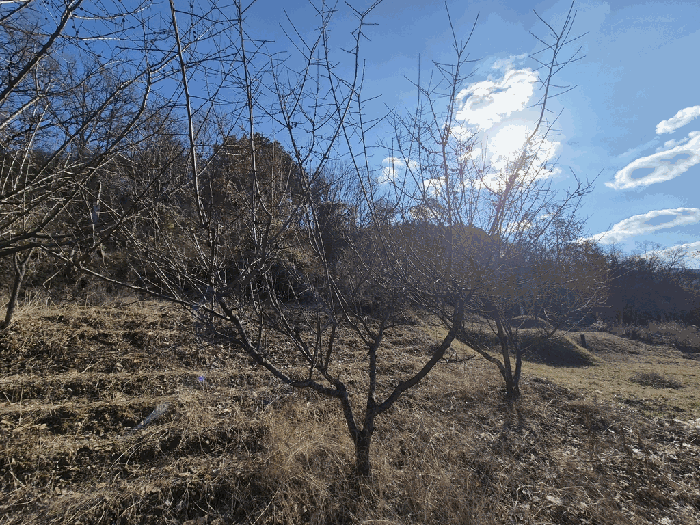 기호(2) 지상 제시외 수목