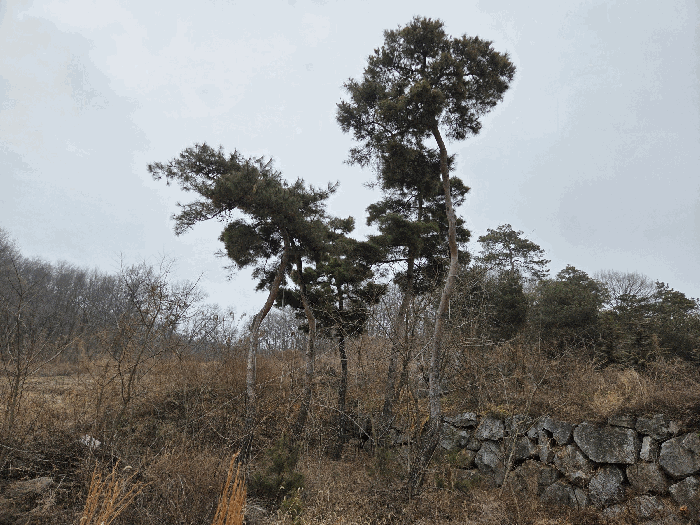 북동측 경계 부분에 소재하는 소나무 5주