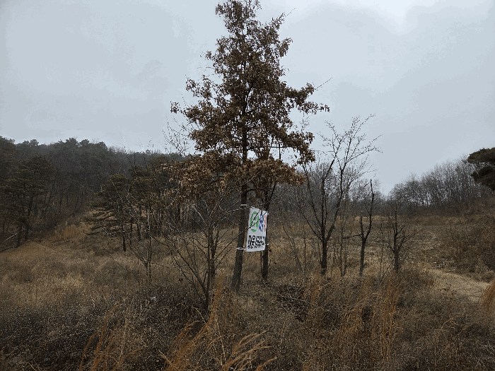 서측 경계부분에 소재하는 수목