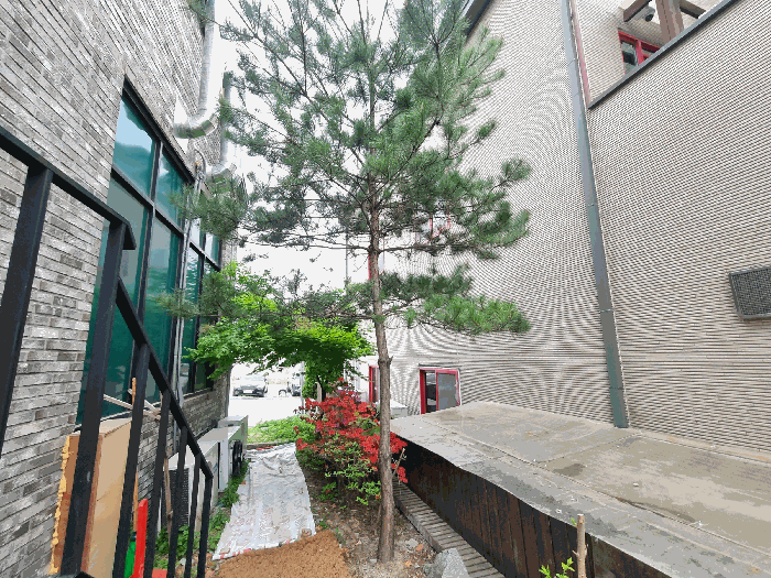 제시외 수목(소나무, 연산홍 등)