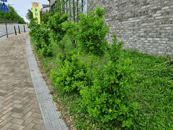 제시외 수목(사철나무 등)