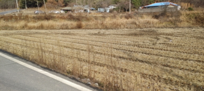 목록 5번 부동산 `답` 모습(일부에는 잡초가 무성함)