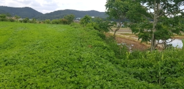 11번 부동산과 인접 토지의 경계부분(경사지) 모습