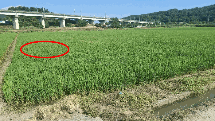 본건 전경(현황 답)