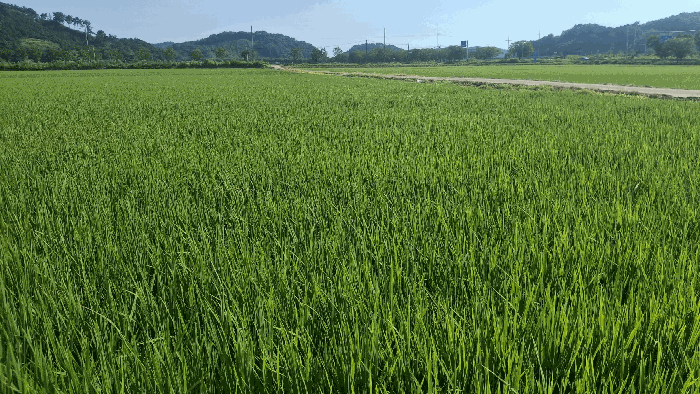 본건 전경(현황 답)