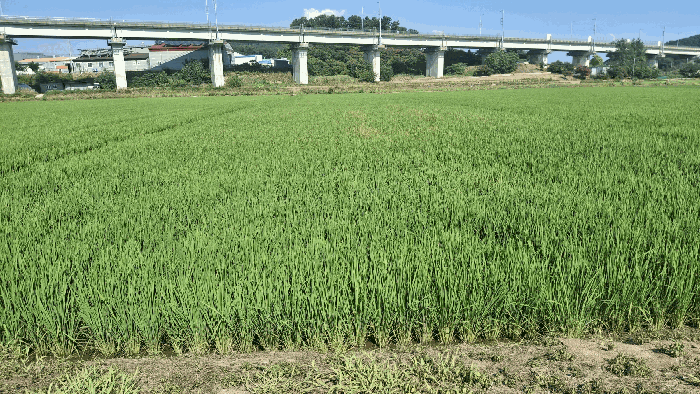 본건 전경(현황 답)
