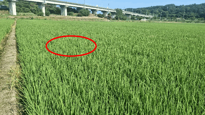 본건 전경(현황 답)