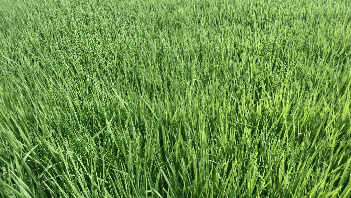 본건 전경(현황 답)