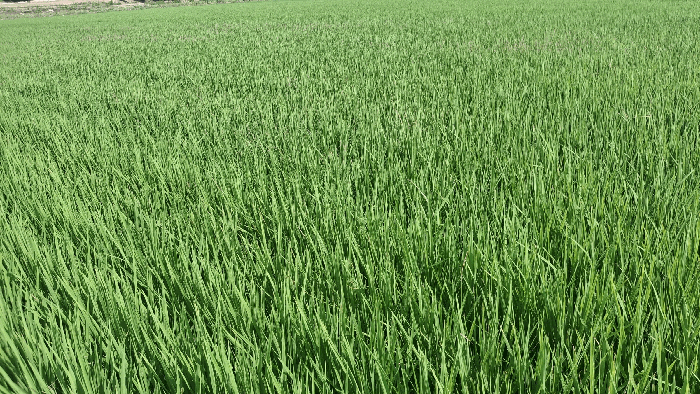 본건 전경(현황 답)