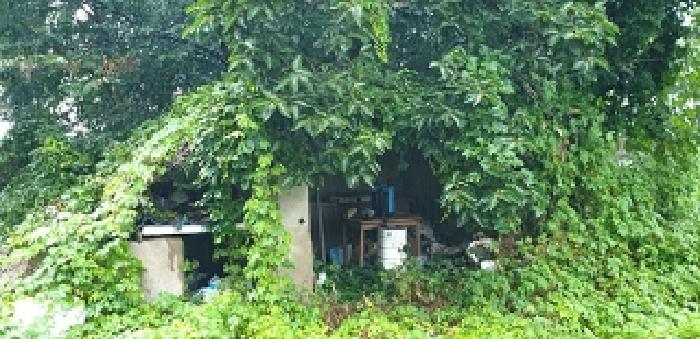본 부동산 북동측 지상 제시외 건물 1동 모습(수목에 가려져있어 추후 확인을 요함