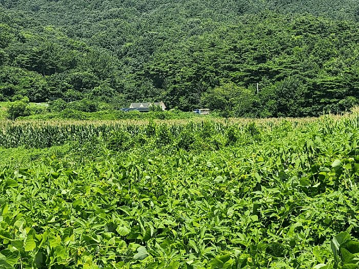 기호1 전경