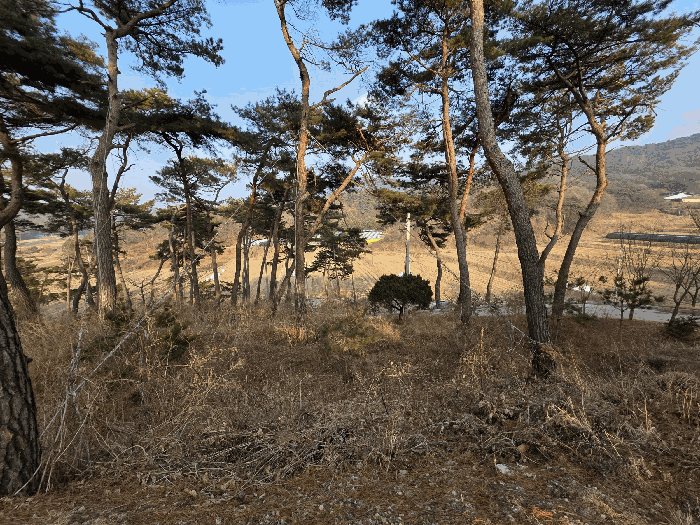 기호(3) 지상 제시외수목