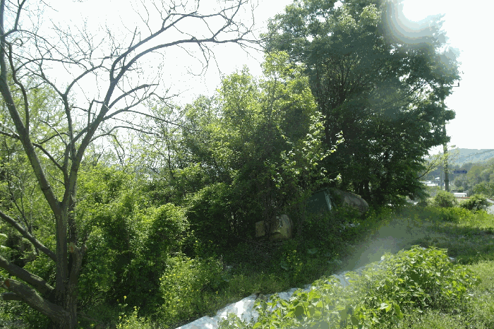 수종 미상수목