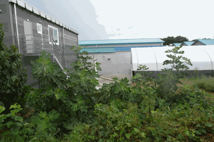 본건 기호2) 원북리 466-5지상 무화과 3주, 수종미상 1주
