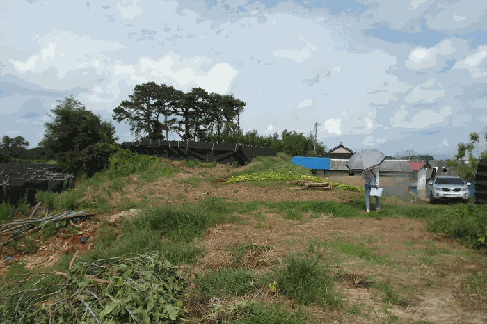 본건 기호 3)원북리 525-2토지(현 "인삼밭" 원경