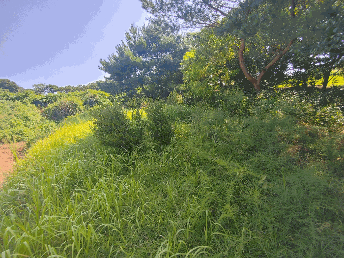 기호(2) 분묘(수목장부지)부분