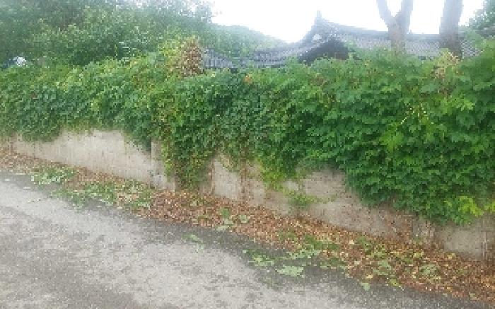 담장