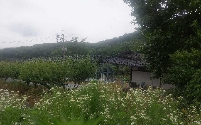 정원수 및 유실수