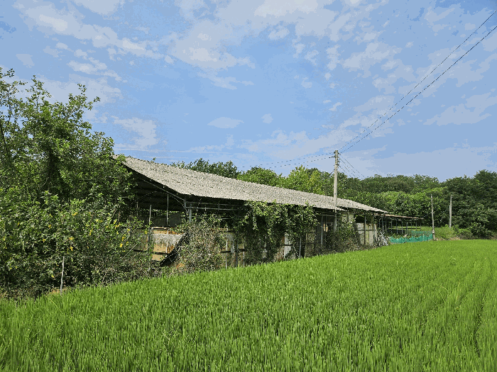본건 토지 전경2