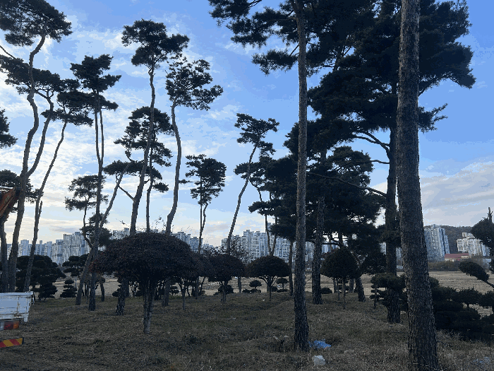 수목