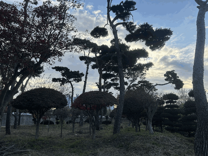 수목