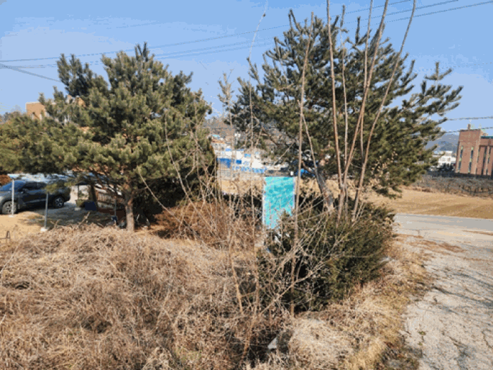 기호(3) 소재 제시외(ㄹ) 수목 전경