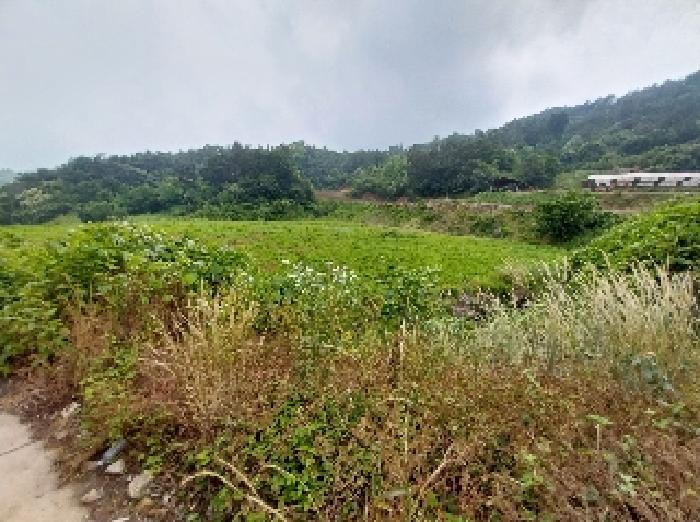 본건