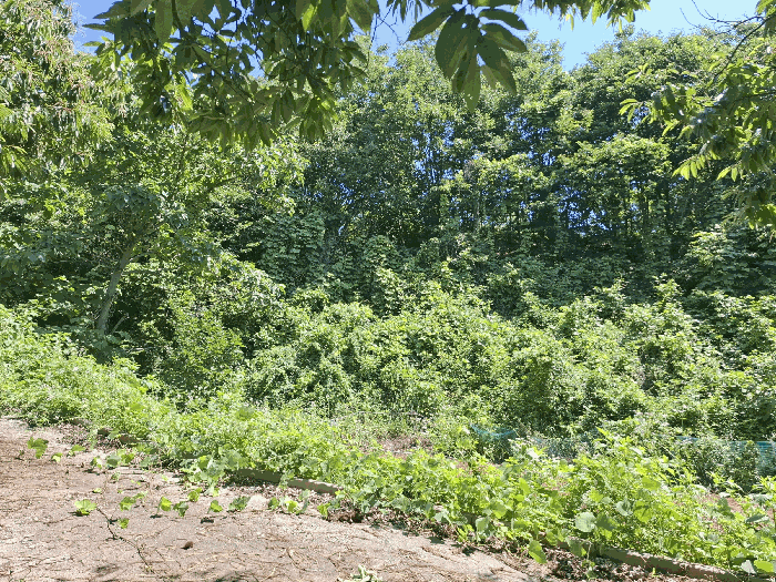 본건 남측 근경