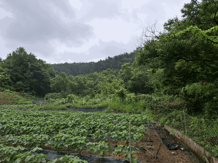 기호(3) 전경