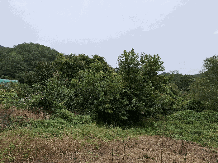 본건 전경